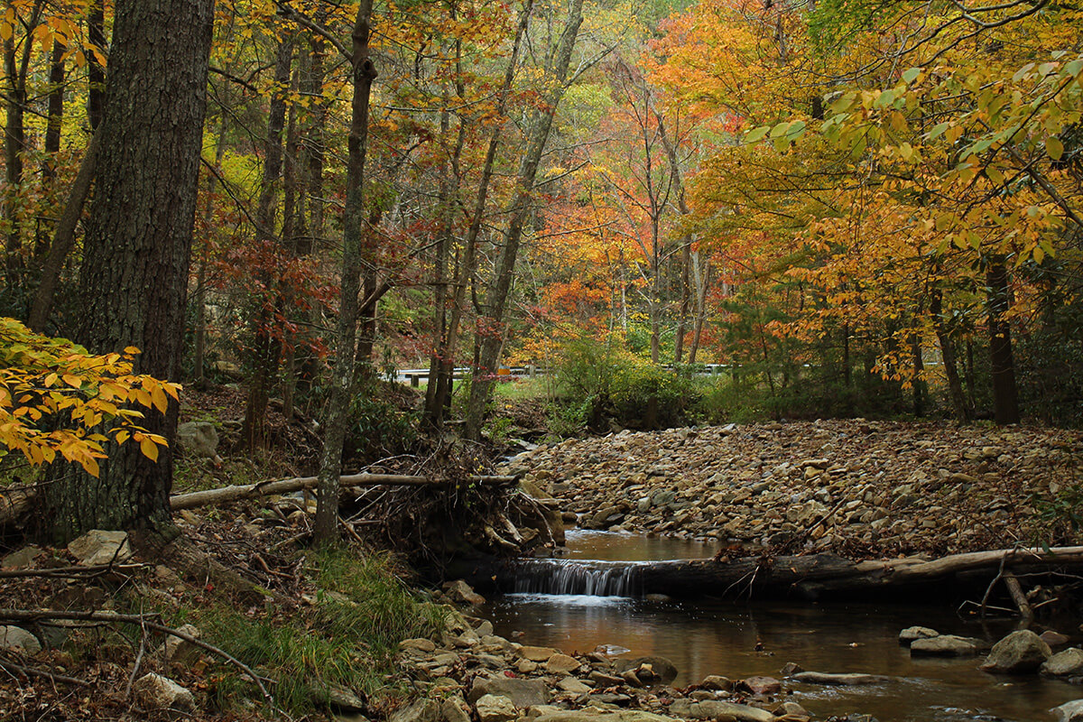 mountain-creek-in-autumn-2022-11-09-09-52-08-utc.jpg